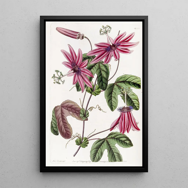 Sydenham Edwards - Crimson Passionflower.webp