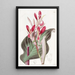 Canna à feuilles cramoisies - Sydenham Edwards — gerahmtes Bild an der Wand