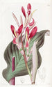 Canna à feuilles cramoisies - Sydenham Edwards — Ansicht des Kunstwerks