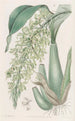Rodriguezia parfumée et frisée - Sydenham Edwards — Ansicht des Kunstwerks