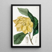Baum Talaum von De Candolle - Sydenham Edwards — gerahmtes Bild an der Wand
