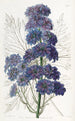 Delphinium Barlowii - Sydenham Edwards — Ansicht des Kunstwerks