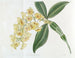 Dendrobium mit dichten Blüten - Sydenham Edwards — Ansicht des Kunstwerks