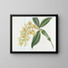 Dendrobium mit dichten Blüten - Sydenham Edwards — gerahmtes Bild an der Wand