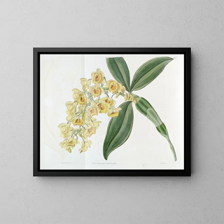 Sydenham Edwards - Denseflowered Dendrobium.webp