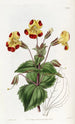 Didynamia Angiospermia - Sydenham Edwards — Ansicht des Kunstwerks