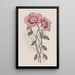 Calandrinia décolorée - Sydenham Edwards — gerahmtes Bild an der Wand