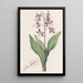 Fairbloom ausgebleicht - Sydenham Edwards — gerahmtes Bild an der Wand