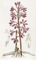 Dipodium tacheté - Sydenham Edwards — Ansicht des Kunstwerks