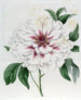 Pivoine arbustive double blanche - Sydenham Edwards — Ansicht des Kunstwerks