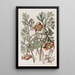 Pivoine californienne de Douglas - Sydenham Edwards — gerahmtes Bild an der Wand