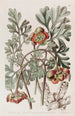 Pivoine californienne de Douglas - Sydenham Edwards — Ansicht des Kunstwerks