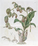 Moucherolle à feuilles penchées - Sydenham Edwards — Ansicht des Kunstwerks