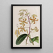 Dendrobium terne - Sydenham Edwards — gerahmtes Bild an der Wand