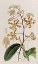 Dendrobium terne - Sydenham Edwards — Ansicht des Kunstwerks