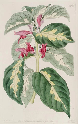 Sydenham Edwards - East Indian Caricature Plant.webp