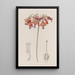 Bessera elegante - Sydenham Edwards — gerahmtes Bild an der Wand