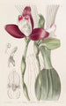 Lycaste à fleurs régulières - Sydenham Edwards — Ansicht des Kunstwerks