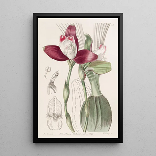 Sydenham Edwards - Evenflowered Lycaste.webp