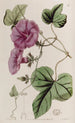 Ipomée à feuilles de figuier - Sydenham Edwards — Ansicht des Kunstwerks