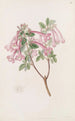 Abélia floride - Sydenham Edwards — Ansicht des Kunstwerks