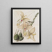 Stanhopea à quatre cornes - Sydenham Edwards — gerahmtes Bild an der Wand