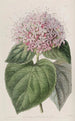 Clérodendron odorant - Sydenham Edwards — Ansicht des Kunstwerks