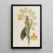 Dendrobium sillonné - Sydenham Edwards — gerahmtes Bild an der Wand