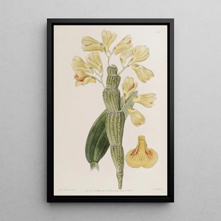 Sydenham Edwards - Furrowed Dendrobium.webp