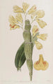 Dendrobium sillonné - Sydenham Edwards — Ansicht des Kunstwerks