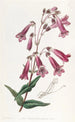 Pénstémon gentianacé - Sydenham Edwards — Ansicht des Kunstwerks