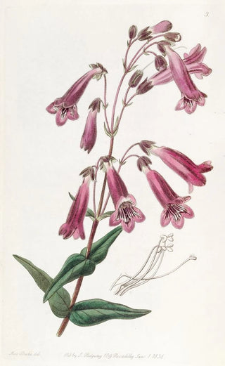 Sydenham Edwards - Gentianlike Pentstemon.webp