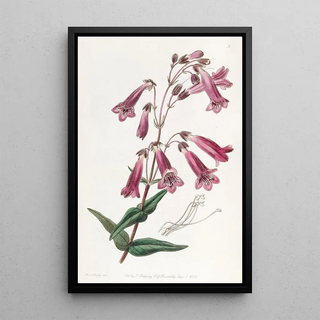 Sydenham Edwards - Gentianlike Pentstemon.webp