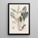 Brassavola glauque - Sydenham Edwards — gerahmtes Bild an der Wand