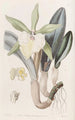 Brassavola glauque - Sydenham Edwards — Ansicht des Kunstwerks