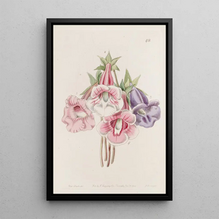 Sydenham Edwards - Gloxinia speciosa.webp