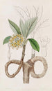 Edgeworthia dorée - Sydenham Edwards — Ansicht des Kunstwerks