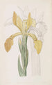 Iris doré - Sydenham Edwards — Ansicht des Kunstwerks