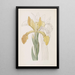 Iris doré - Sydenham Edwards — gerahmtes Bild an der Wand