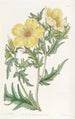 Bartonie mit goldenen Blumen - Sydenham Edwards — Ansicht des Kunstwerks