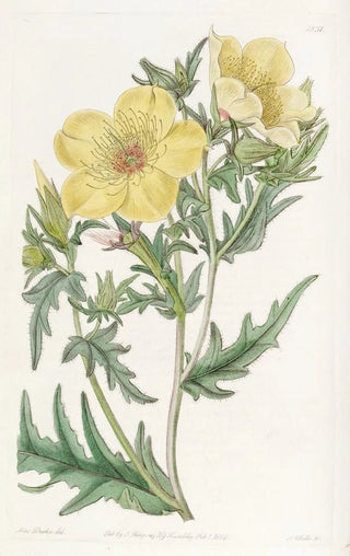 Sydenham Edwards - Goldenflowered Bartonia.webp