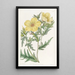 Bartonie mit goldenen Blumen - Sydenham Edwards — gerahmtes Bild an der Wand