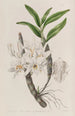 Dendrobium à fleurs dorées - Sydenham Edwards — Ansicht des Kunstwerks