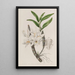 Dendrobium à fleurs dorées - Sydenham Edwards — gerahmtes Bild an der Wand