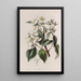 Philadelphus von Gordon - Sydenham Edwards — gerahmtes Bild an der Wand