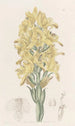 Chloraea à nervures vertes - Sydenham Edwards — Ansicht des Kunstwerks