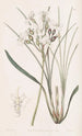 Stylewort velu - Sydenham Edwards — Ansicht des Kunstwerks