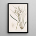 Stylewort velu - Sydenham Edwards — gerahmtes Bild an der Wand