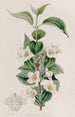Syringa velu - Sydenham Edwards — Ansicht des Kunstwerks