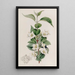 Syringa velu - Sydenham Edwards — gerahmtes Bild an der Wand